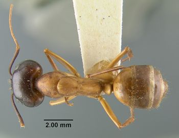 Media type: image;   Entomology 21449 Aspect: habitus dorsal view